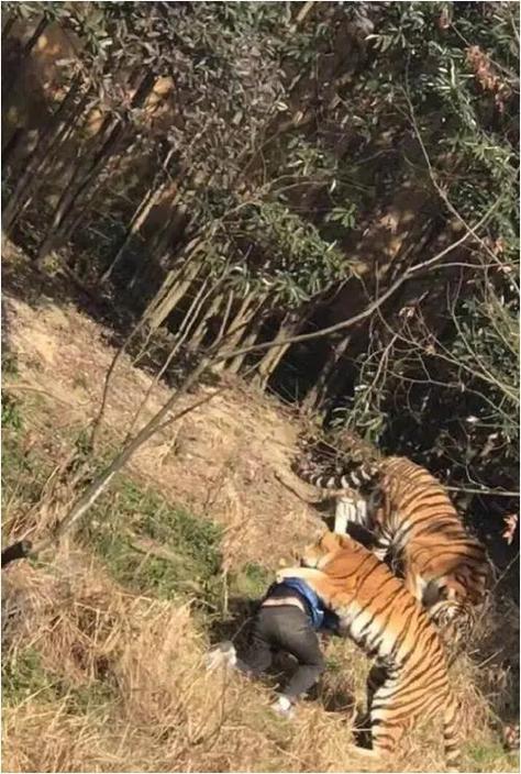 动物园老虎伤人事件(动物园 老虎 伤人)