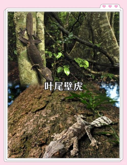 动物伪装术（动物伪装术视频）