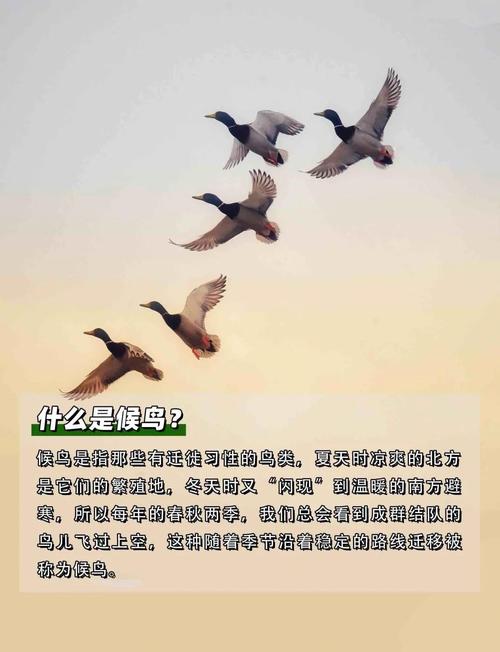 鸟类迁徙(鸟类迁徙之谜)