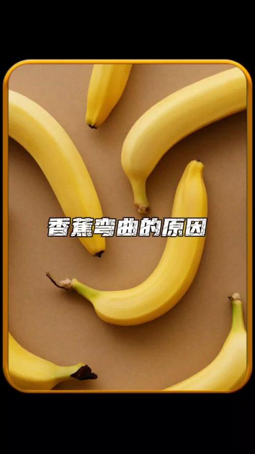 香蕉为什么是弯的？（香蕉为啥是弯的段子）