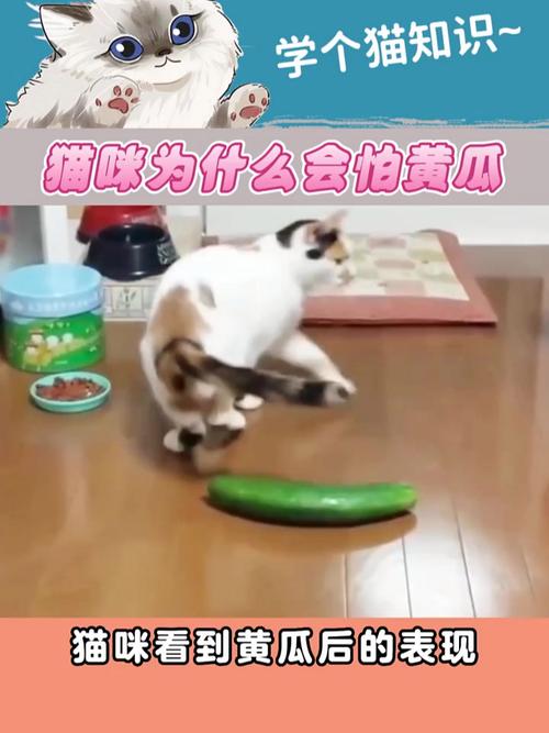 猫为什么怕黄瓜？（猫为什么怕黄瓜呢怎么回事）