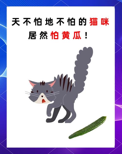 猫为什么怕黄瓜？（猫为什么怕黄瓜呢怎么回事）