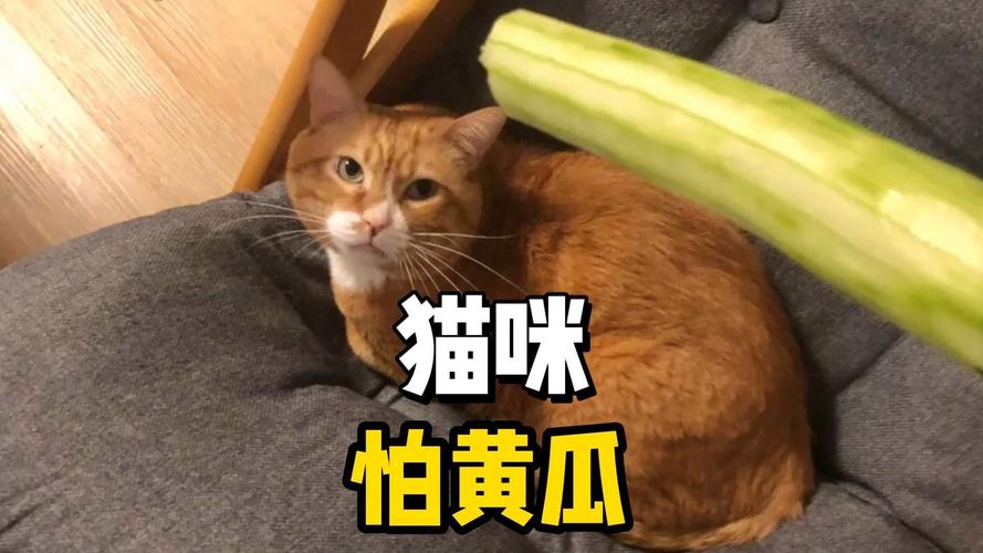 猫为什么怕黄瓜？（猫为什么怕黄瓜呢怎么回事）