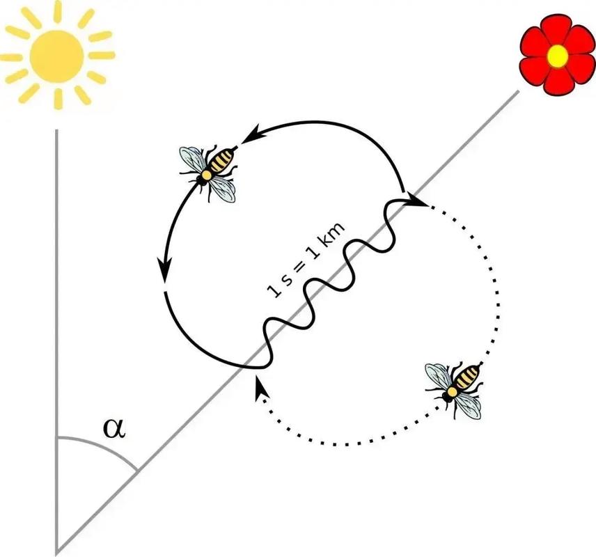蜜蜂的舞蹈语言（蜜蜂的舞蹈语言阅读答案五年级）