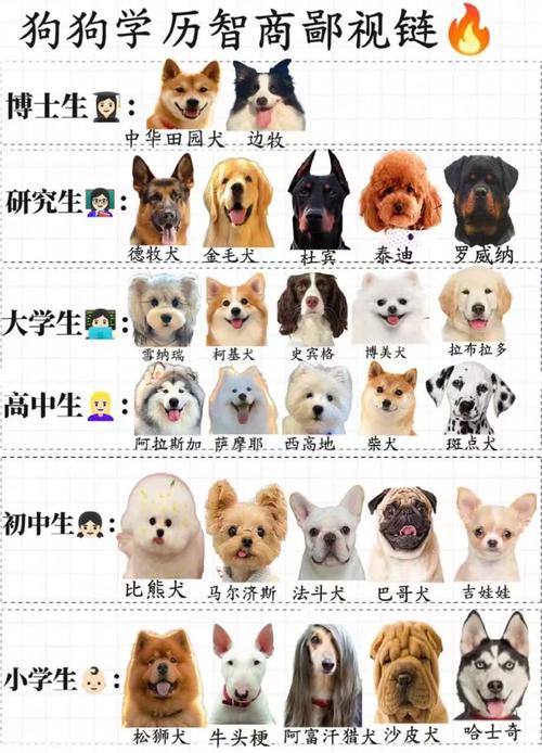 动物智商（动物智商排名）