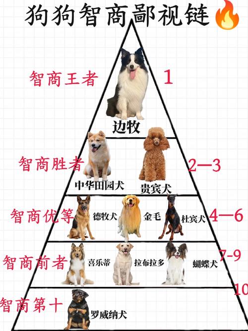 动物智商（动物智商排名）