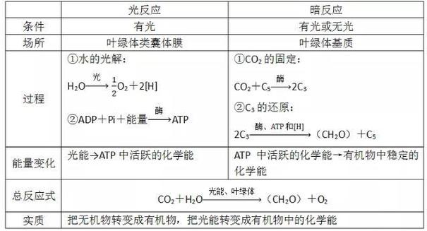植物光合作用(植物光合作用公式)