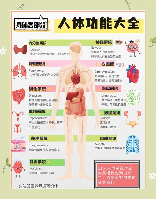 人体冷知识(人体奥秘)