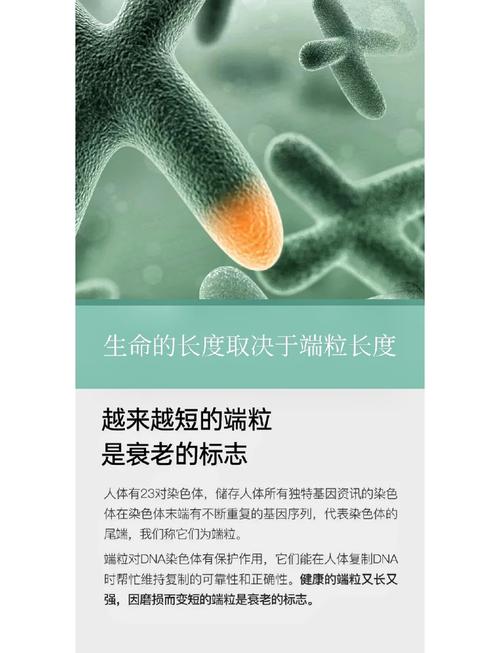 端粒养护指南科学证实的生活习惯(端粒的重要性)