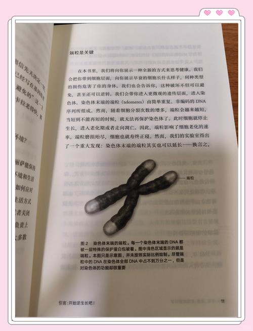 端粒养护指南科学证实的生活习惯(端粒的重要性)